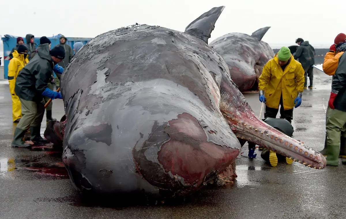 e42626aad95735f9f85641e6544268ab