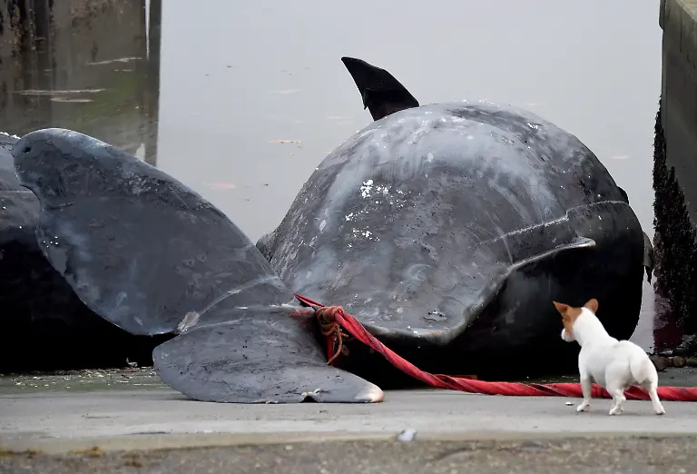 2af71dfc530f00dda39ade6ca7465d0d