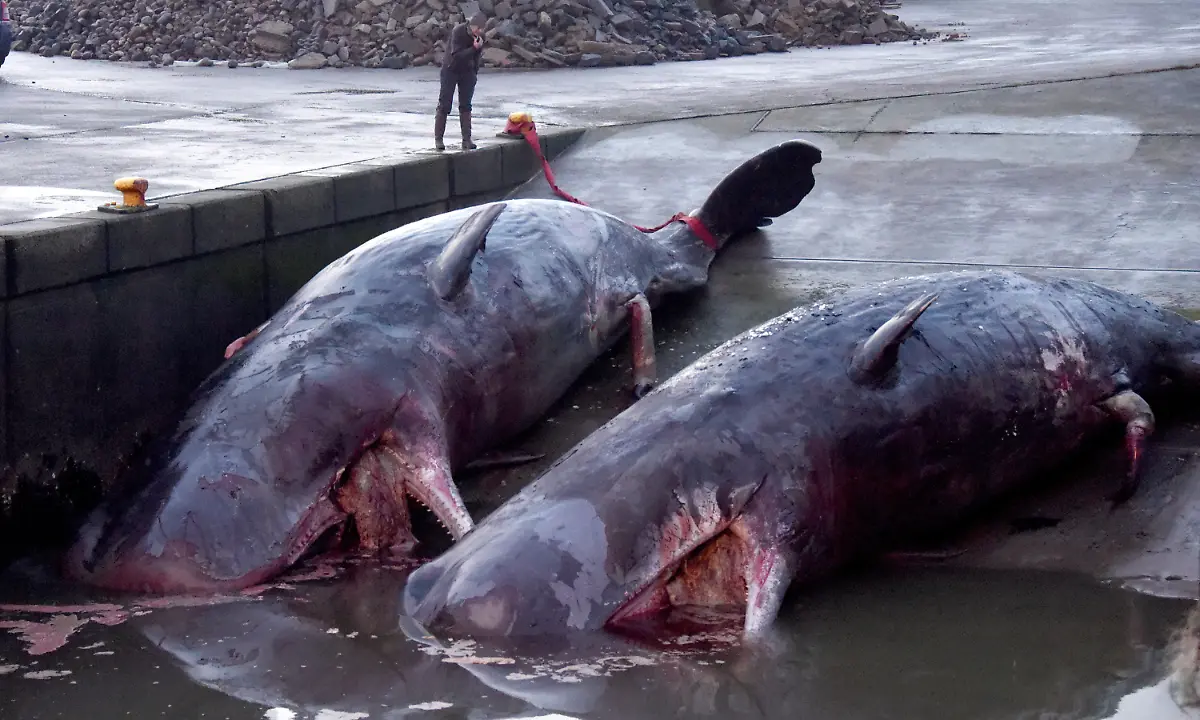 fc8cadfd6519671bfaa2fe65bb049279