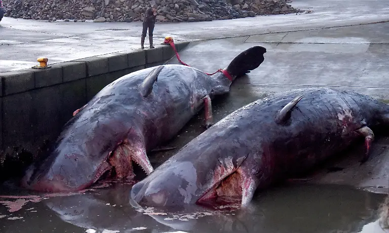 fc8cadfd6519671bfaa2fe65bb049279