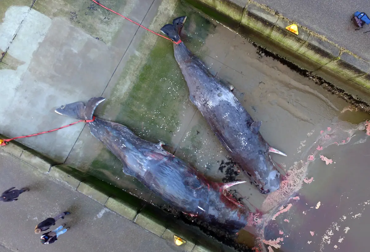 e518bcda9779ac2d42904a359b3d9f78