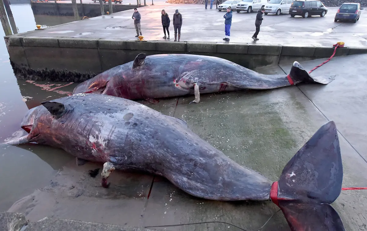 e403b18cd342a93cdaf49c6244167755