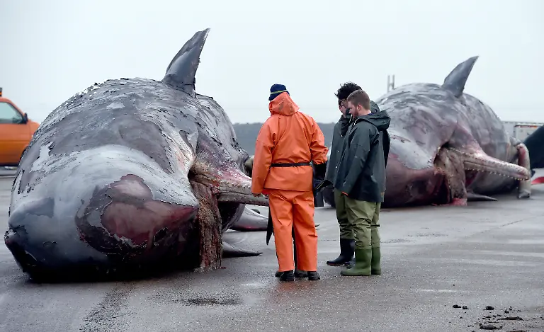 f80a120d29bd72b62e438039739adeab