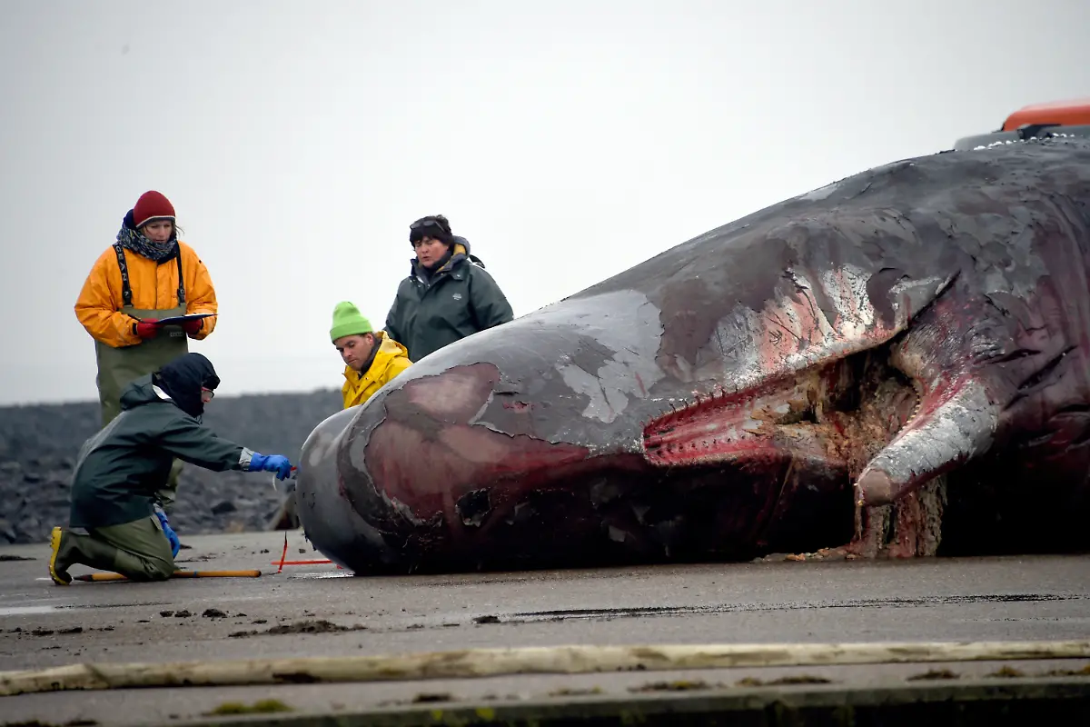 d080fa2393e3b88586330dca325952a9