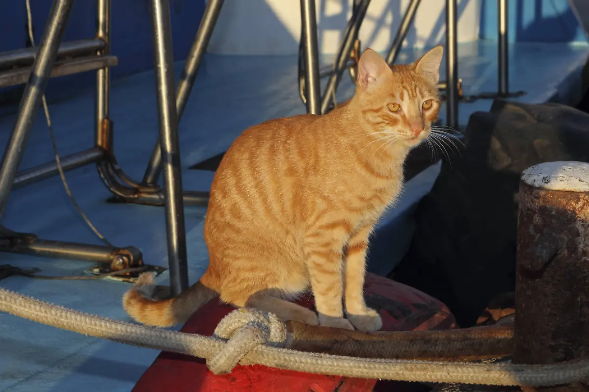 schiffskatze