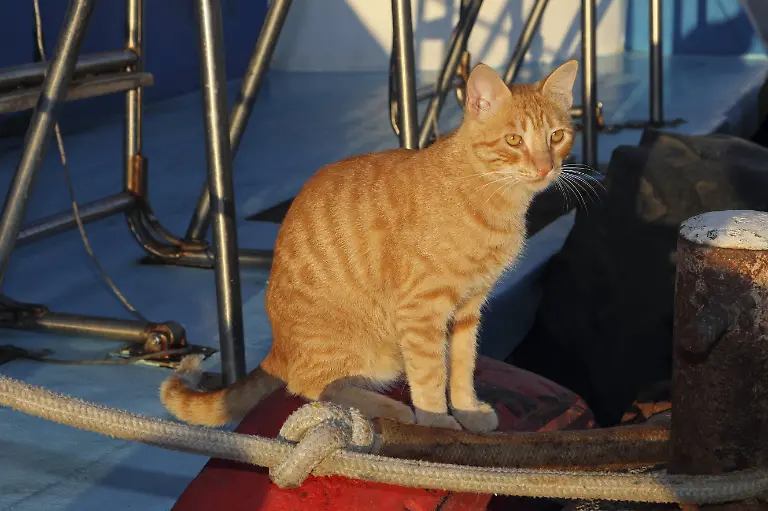 schiffskatze
