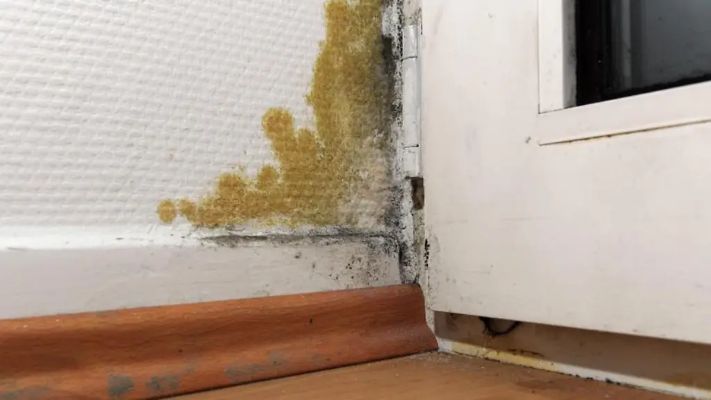 Ein-Schimmelfleck-neben-der-Balkontuer-kann-durch-falsches-Lueften-oder-Risse-in-der-Aussenwand-entstehen-oft-streiten-Mieter-und-Vermieter-wer-fuer-den-Schaden-verantwortlich-ist-und-wer-die-Kosten-fuer-die-Beseitigung-uebernehmen-muss