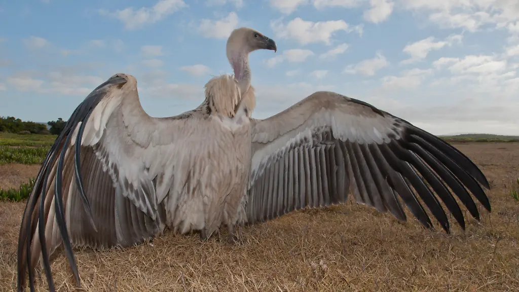 SCR-301228-c-Peter-Chadwick-WWF