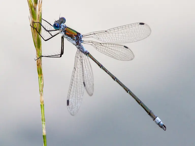 4bed1849b50d3181e0a3c02f6eb994ea