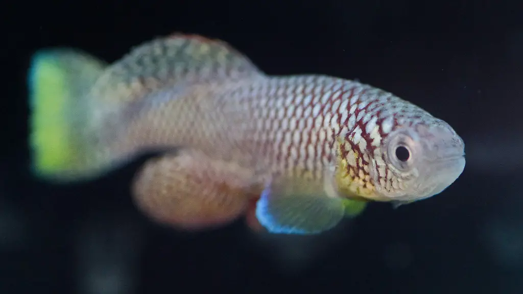 4a43d0aeb3e89ca5057ffb7825aad8ca