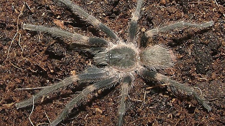 "Ami Bladesi" wurde in Panama an der Grenze zu Costa Rica entdeckt.