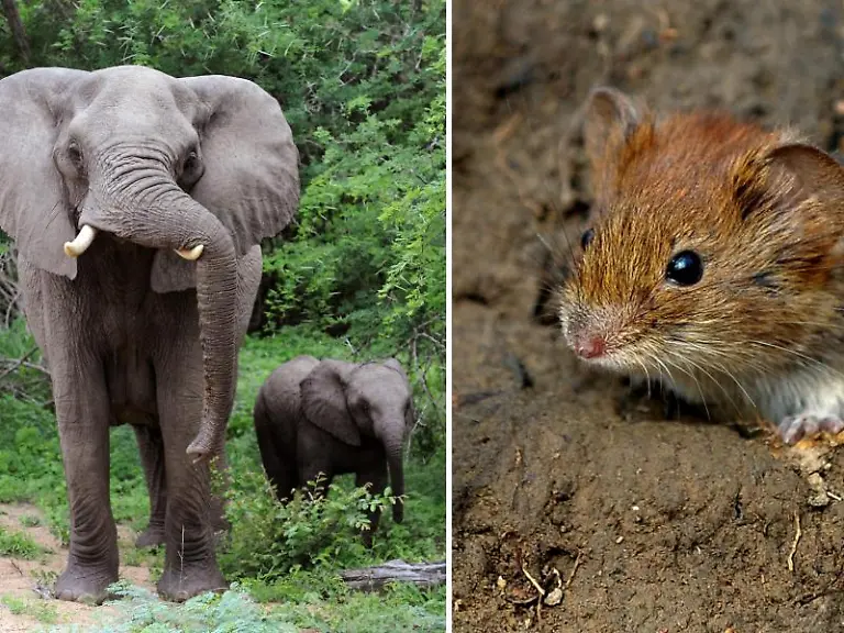 Die-Groesse-der-Spermien-haengt-nicht-unbedingt-von-der-Koerpergroesse-der-Tiere-ab