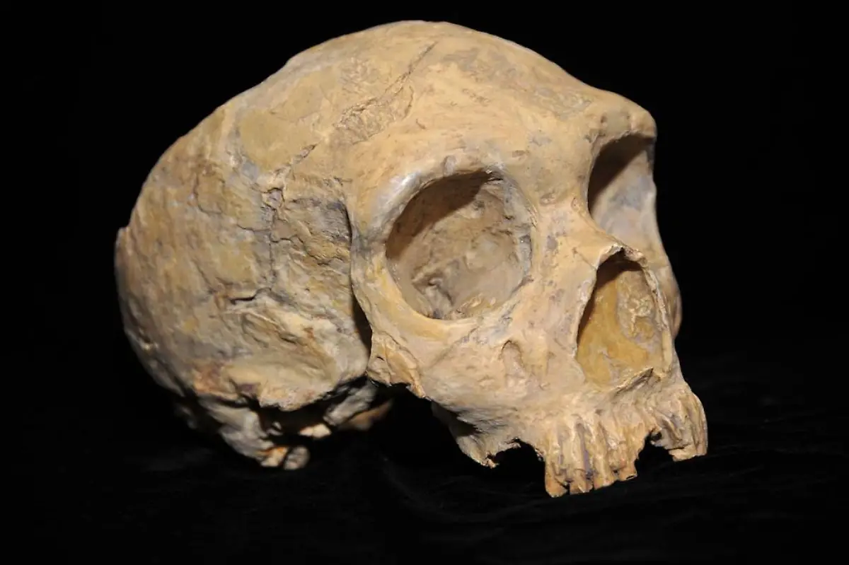 1024px-Neanderthal-skull-from-Forbes-Quarry