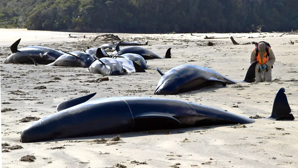 113c4e9e3a9d36df09d9f7848a9d5cbf