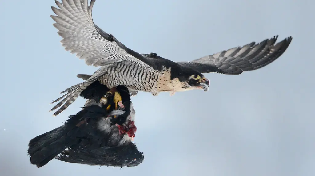 85c38162885606bf60b35f2456ff3b11