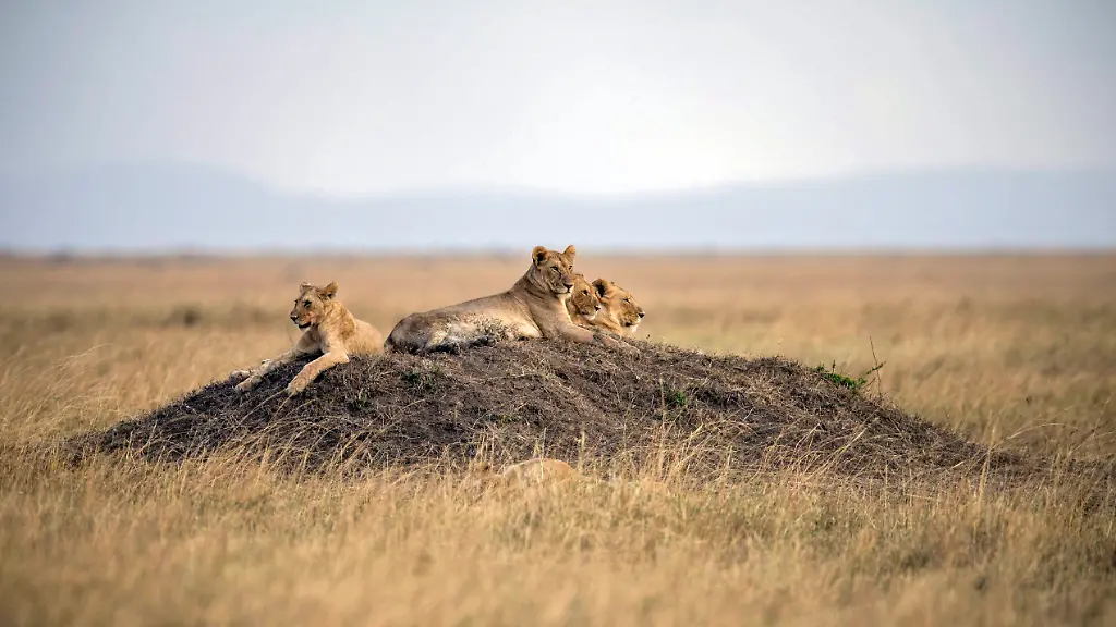 loewen-f9244d66959250fdc06fab7927d84f6c