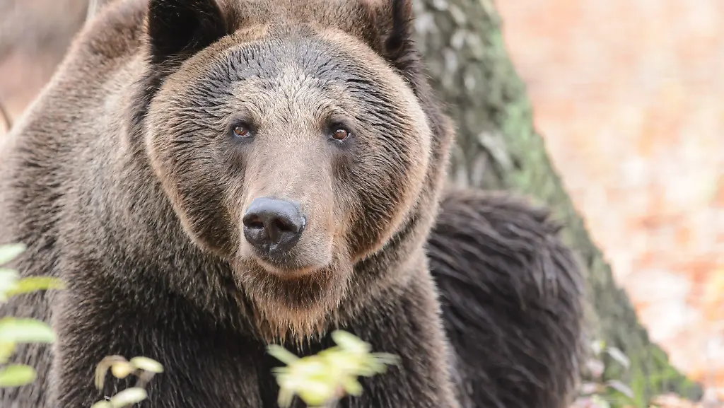 picture-alliance-dpa