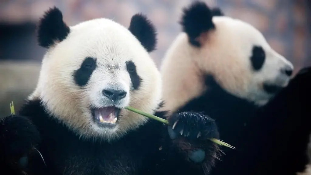 Grosse-Pandas-fressen-in-einer-Panda-Aufzuchtstation-in-Chengdu-in-der-chinesischen-Provinz-Sichuan