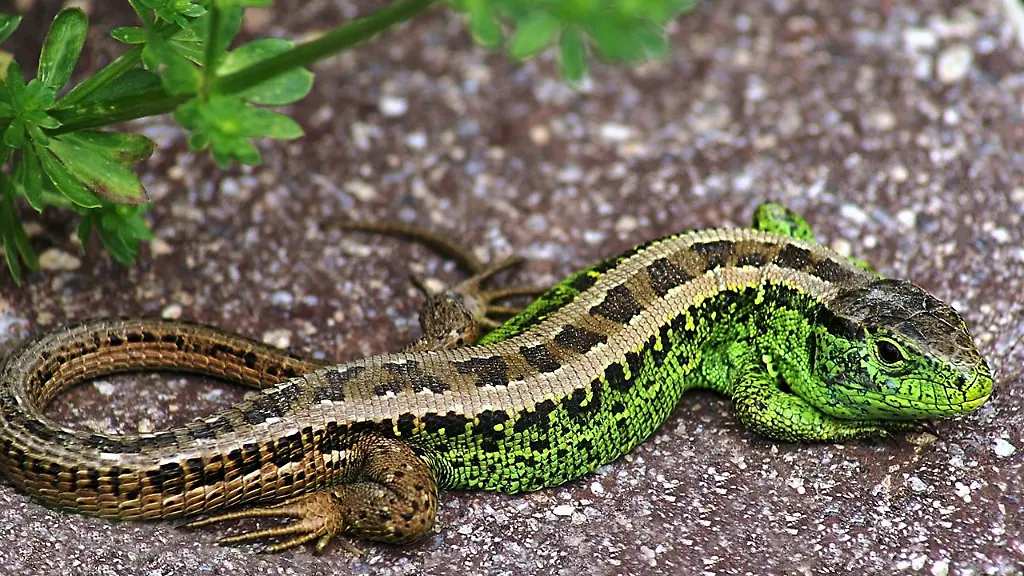 1280px-M-Zauneidechse1-Edit1