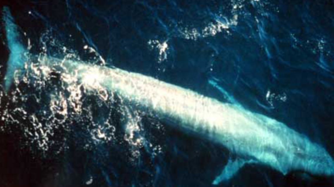 Ein Blauwal kann bis zu 33 Meter lang werden. Mit einem Gesamtgewicht von rund 200 Tonnen ist der Blauwal das schwerste Tier, das jemals auf der Erde gelebt hat.