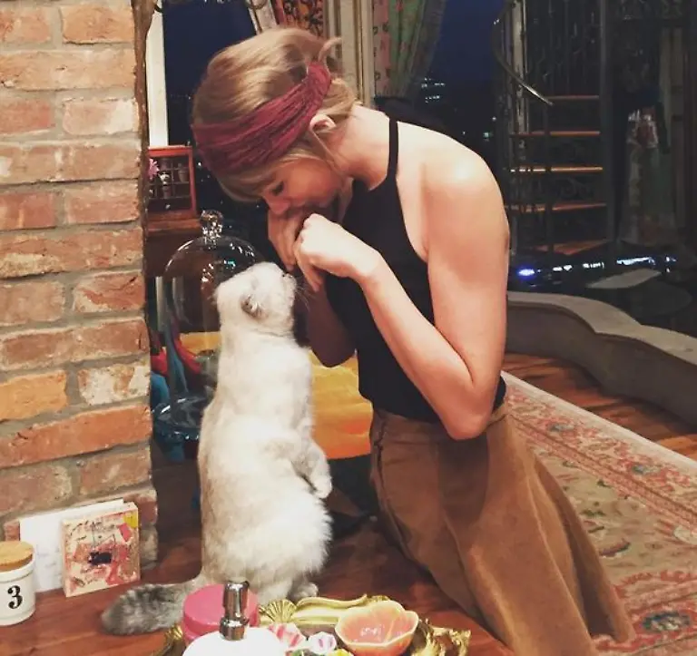 Taylor-Swift-Katze