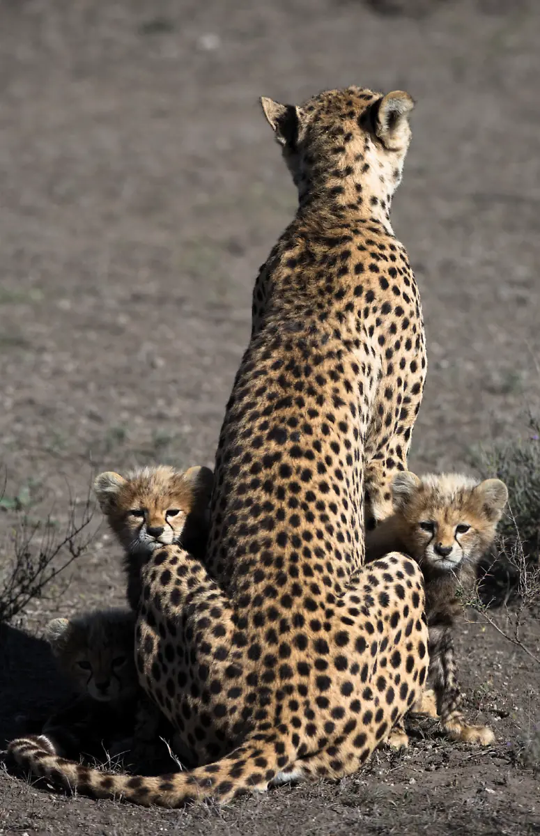 AFRIKA-UNTERWEGS-4-PRESSEMATERIAL-highres-Seite-16-rechts
