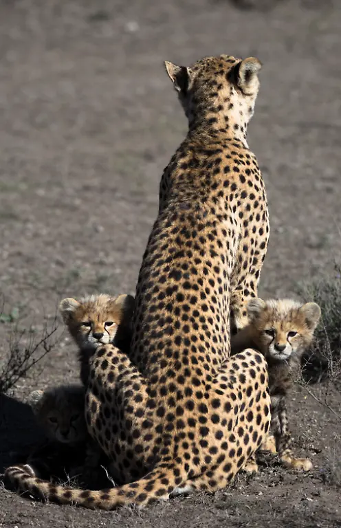 AFRIKA-UNTERWEGS-4-PRESSEMATERIAL-highres-Seite-16-rechts