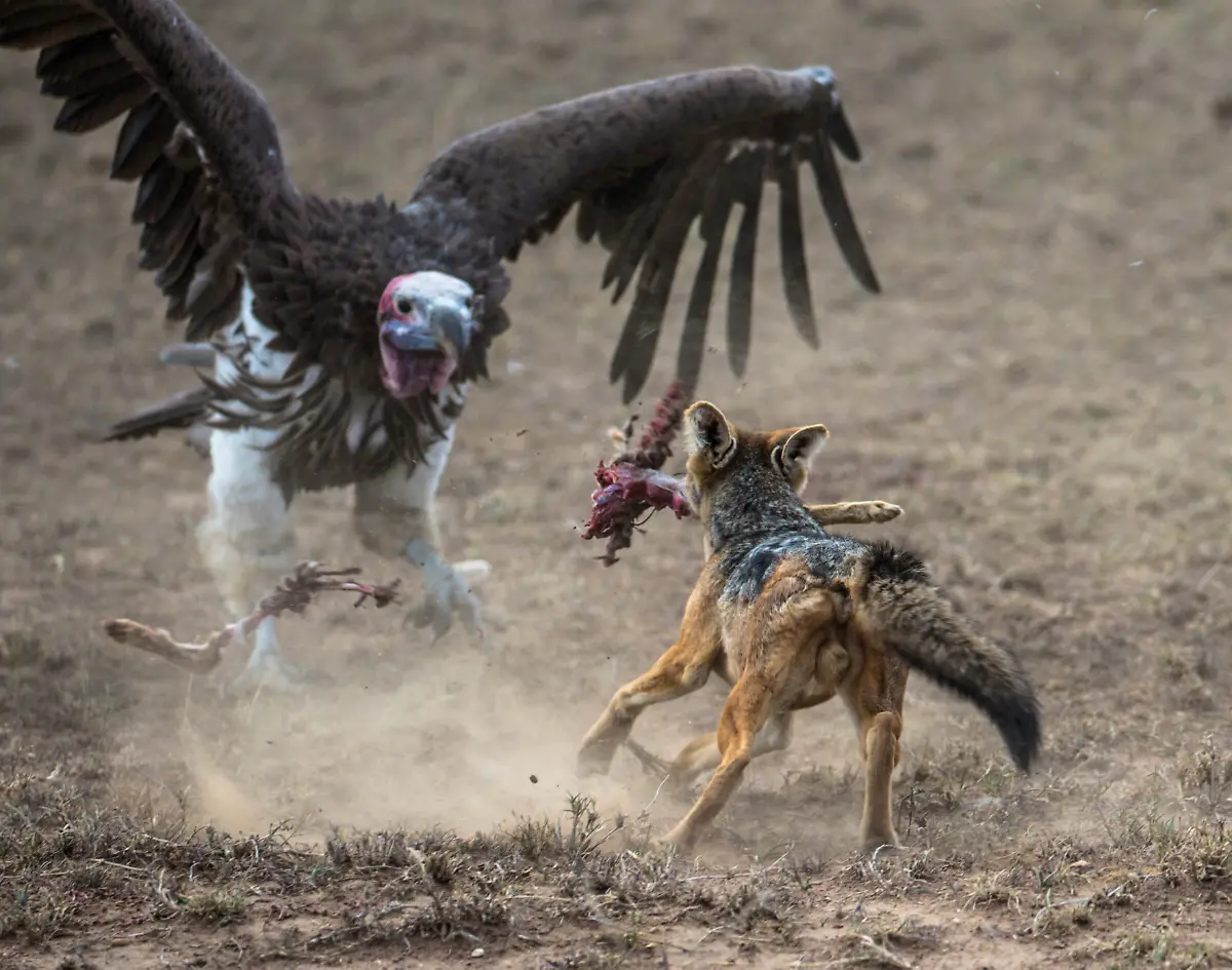 AFRIKA-UNTERWEGS-4-PRESSEMATERIAL-highres-Seite-14-links