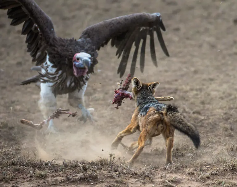 AFRIKA-UNTERWEGS-4-PRESSEMATERIAL-highres-Seite-14-links