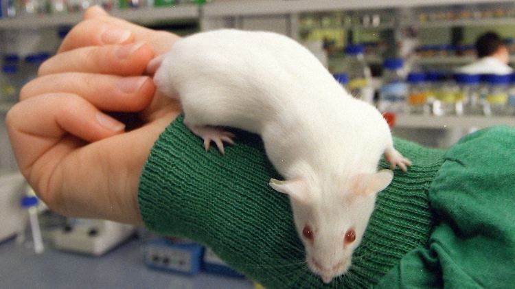 Labormaus.