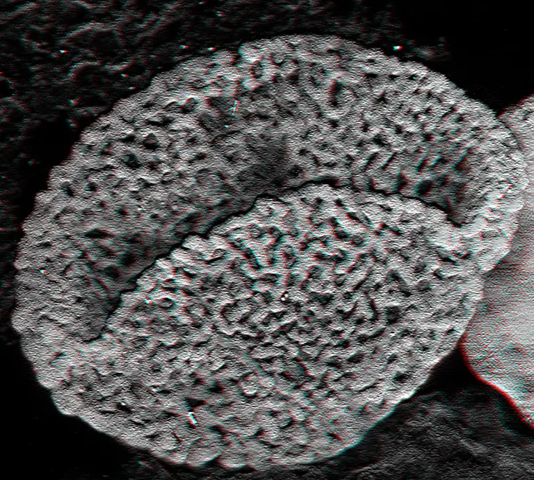 Polle-siehe-BU-siehe-Ausdruck