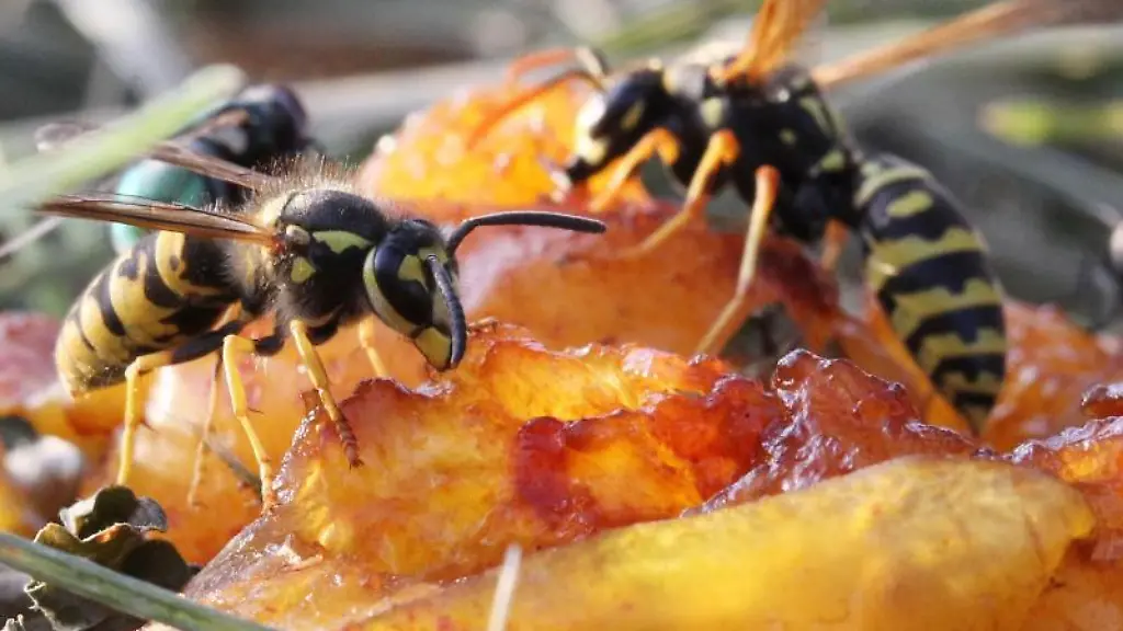 Zwei-Wespen-sitzen-auf-einer-Mirabelle