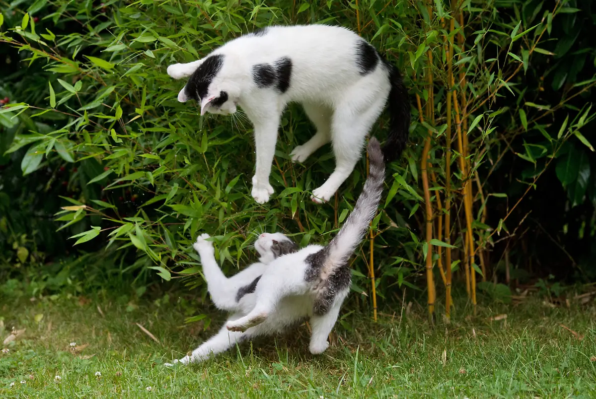 3qy50455-jpg9113866346497996431