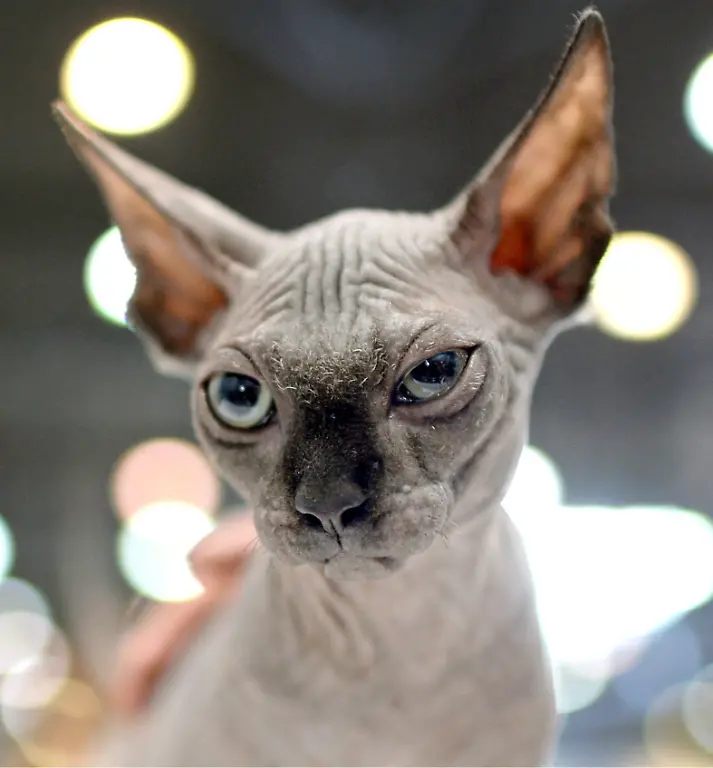 3qy50434-jpg2157741498923181596