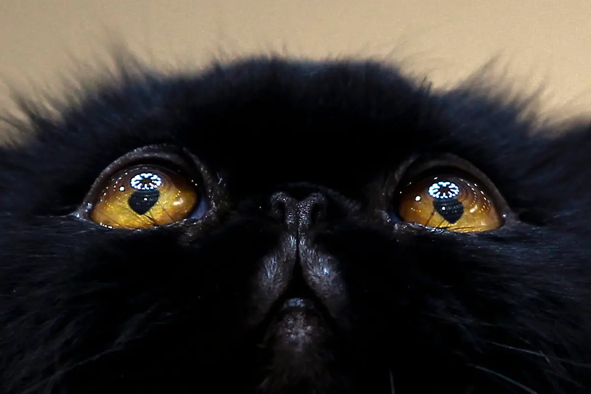 3qy50500-jpg7850102755293021942