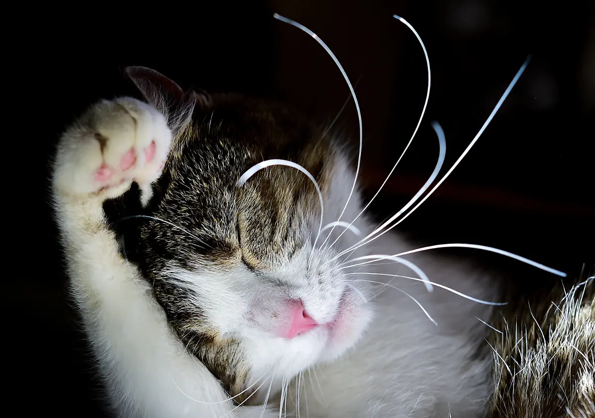 3qy50446-jpg7892104681872311177