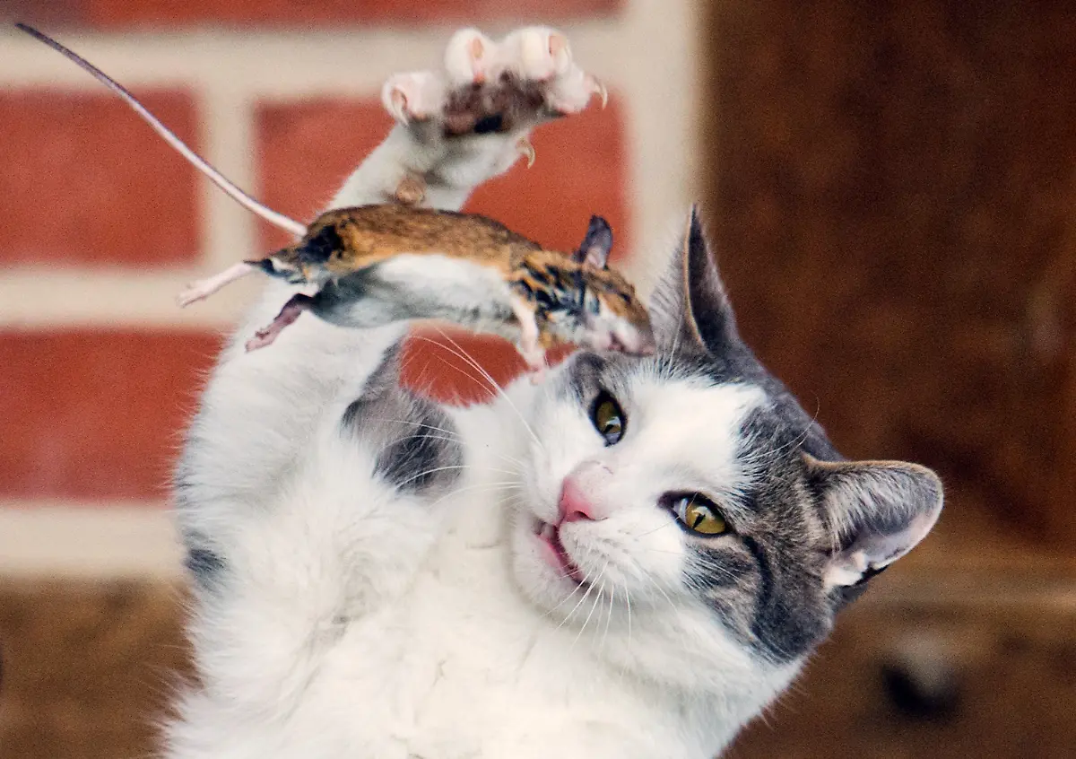 3qy50436-jpg6401807781864478370