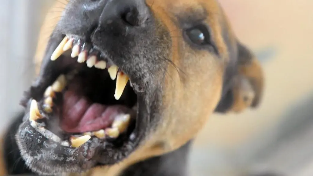 Wird-ein-Kind-von-einem-Hund-angegriffen-und-gebissen-sollten-es-von-einem-Arzt-untersucht-werden