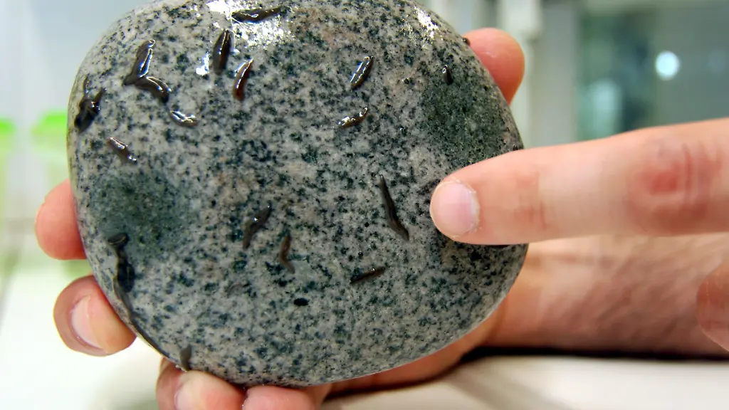 Plattwuermer-werden-nur-wenige-Millimeter-gross