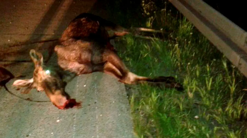 3qab0619-jpg3045452987935168918