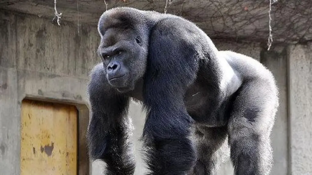 Shabani-TelegraphNews