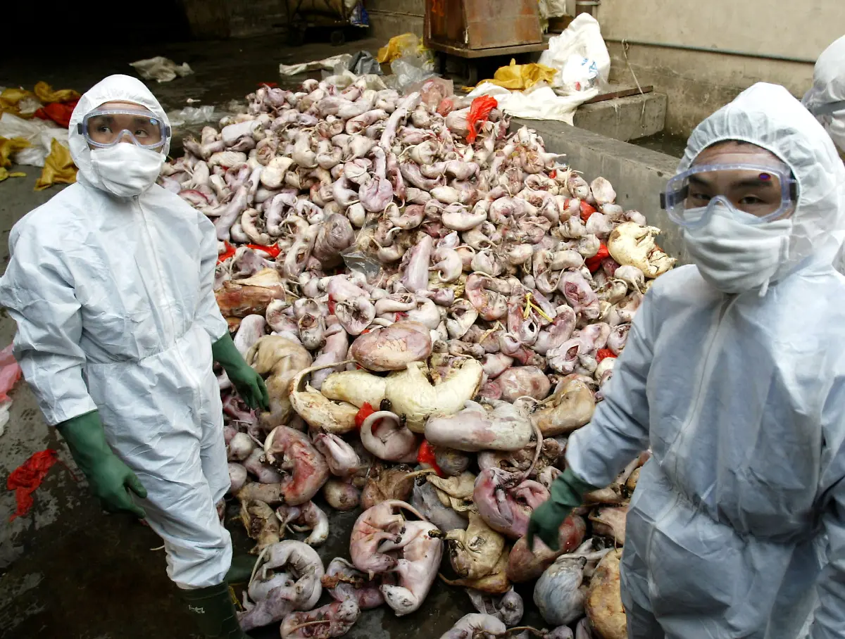 zibet-tiefgekuehlt-china