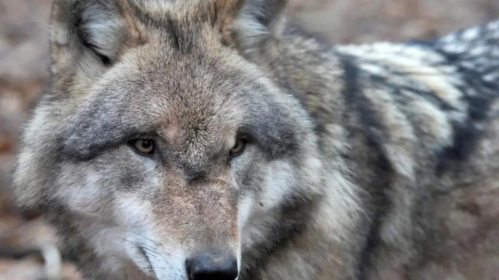 Ein-europaeischer-Grauwolf-steht-in-einem-der-weitlaeufigen-Gehege-eines-Wolfscenters-in-Niedersachsen-Erstmals-ist-ein-Wolf-aus-einem-Rudel-in-Munster-mit-einem-Sendehalsband-versehen-worden