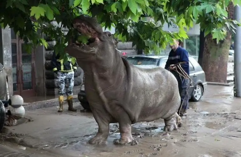 nilpferd