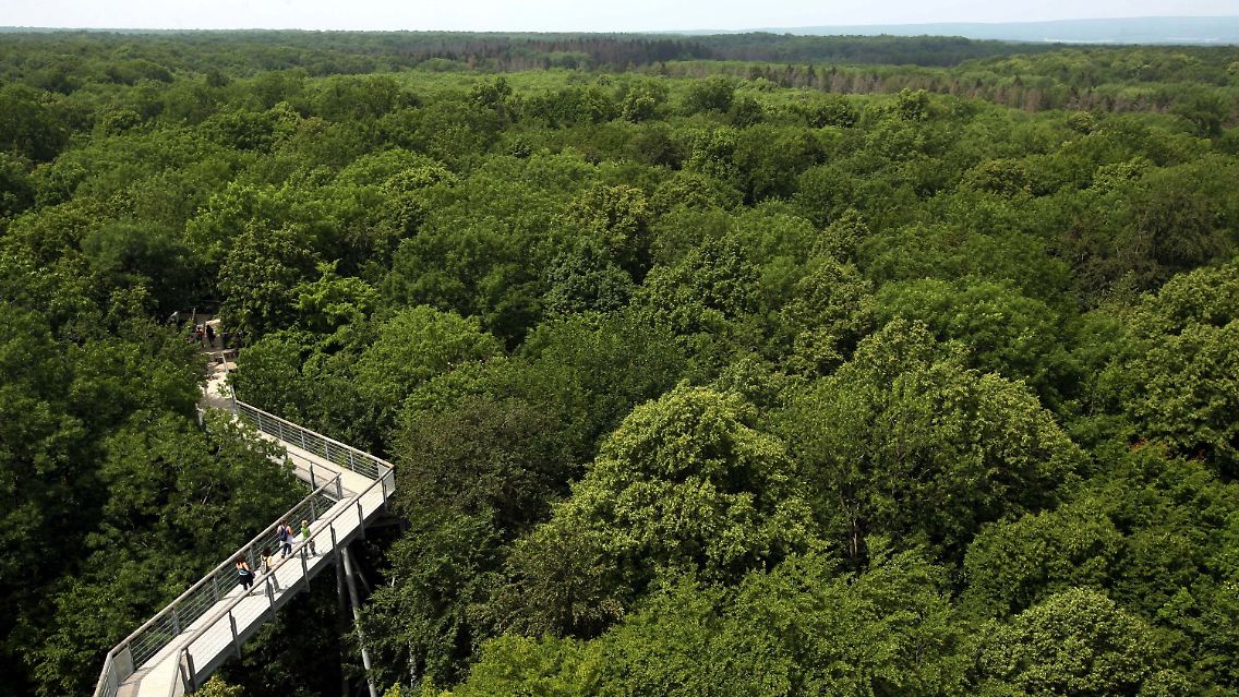 Baumkronenpfad im Nationalpark "Hainich": Der 7500 Hektar große Nationalpark wurde 1997 gegründet und ist das größte zusammenhängende Laubwaldgebiet in Deutschland. Gemeinsam mit vier weiteren deutschen Buchenwäldern in Brandenburg, Mecklenburg-Vorpommern und Hessen ist das Gebiet in Thüringen zum Unesco-Weltnaturerbe nominiert worden.