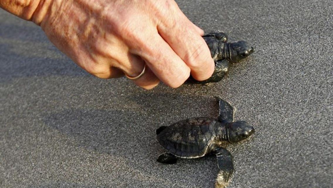 Bloß nicht zugreifen: Kleine Seeschildkröten werden oft als Urlaubssouvenirs an Touristen verschleudert.