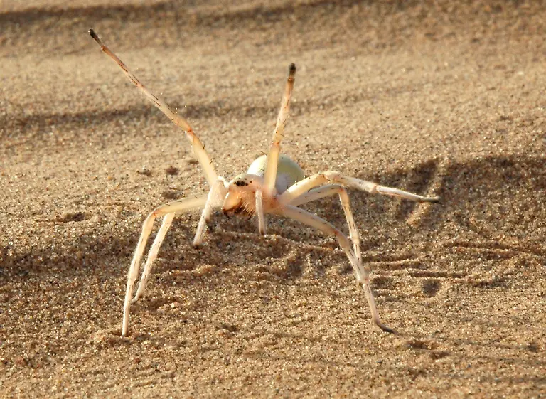 3pk80044-jpg5682982366936807125