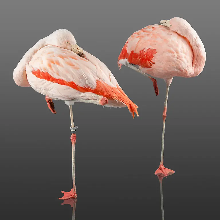 19-Tier-Flamingos-kl-c-Steinweg-LWL