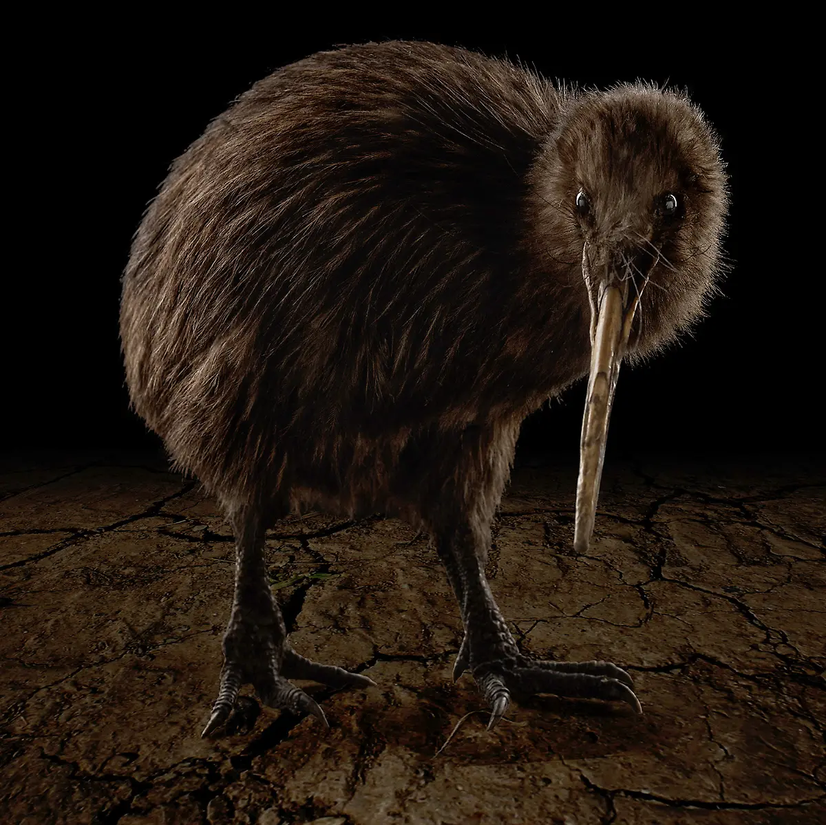 21-Tier-Kiwi-kl-c-Steinweg-LWL