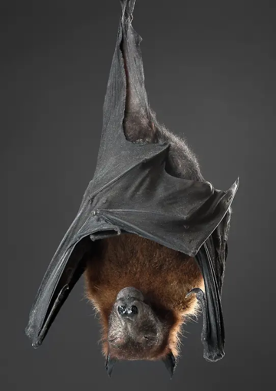 20-Tier-Flughund-c-Steinweg-LWL